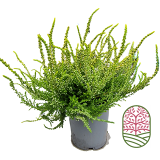 Struikheide | Calluna vulgaris. 'Dart's Parrot' P11