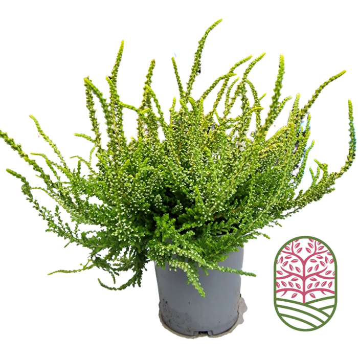 Struikheide | Calluna vulgaris. 'Dart's Parrot' P11