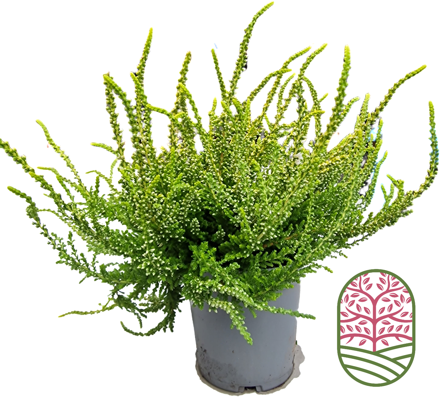 Struikheide | Calluna vulgaris. 'Dart's Parrot' P11