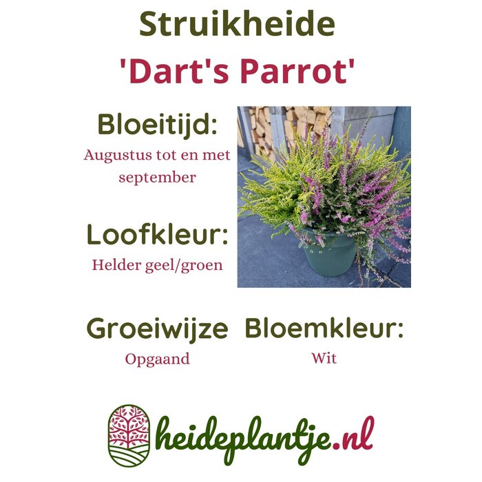 Struikheide | Calluna vulgaris. 'Dart's Parrot' P11