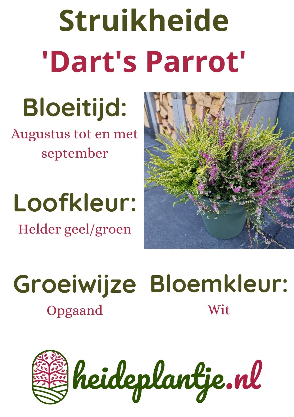 Struikheide | Calluna vulgaris. 'Dart's Parrot' P11