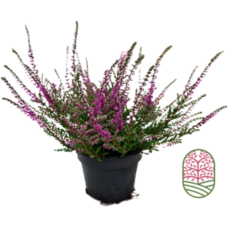 Struikheide | Calluna vulgaris. ‘Red Pimpernel’ P11