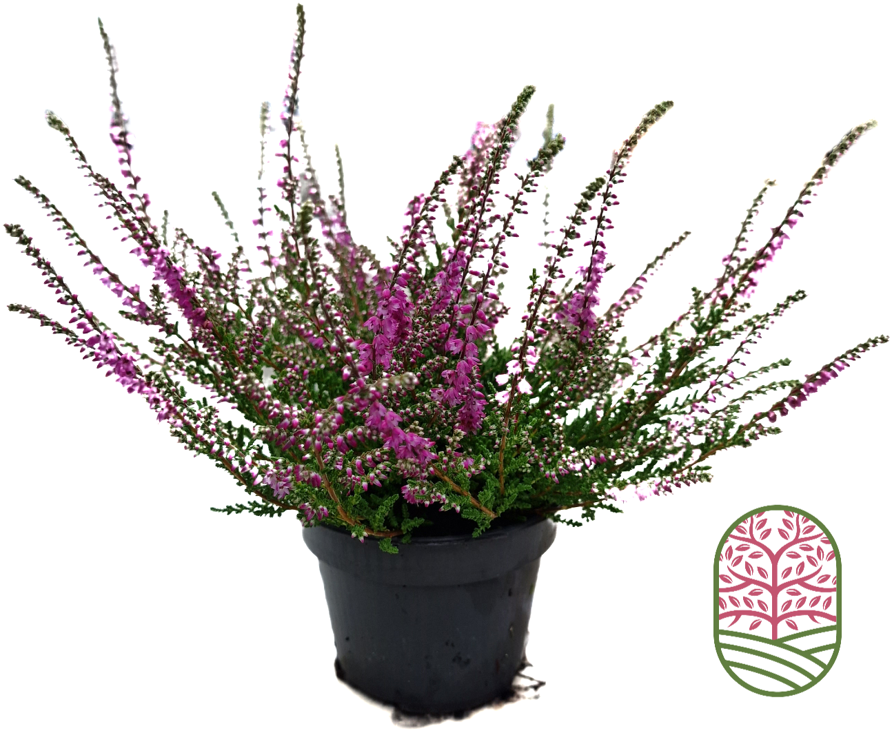 Struikheide | Calluna vulgaris. ‘Red Pimpernel’ P11