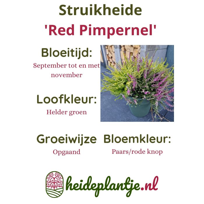 Struikheide | Calluna vulgaris. ‘Red Pimpernel’ P11