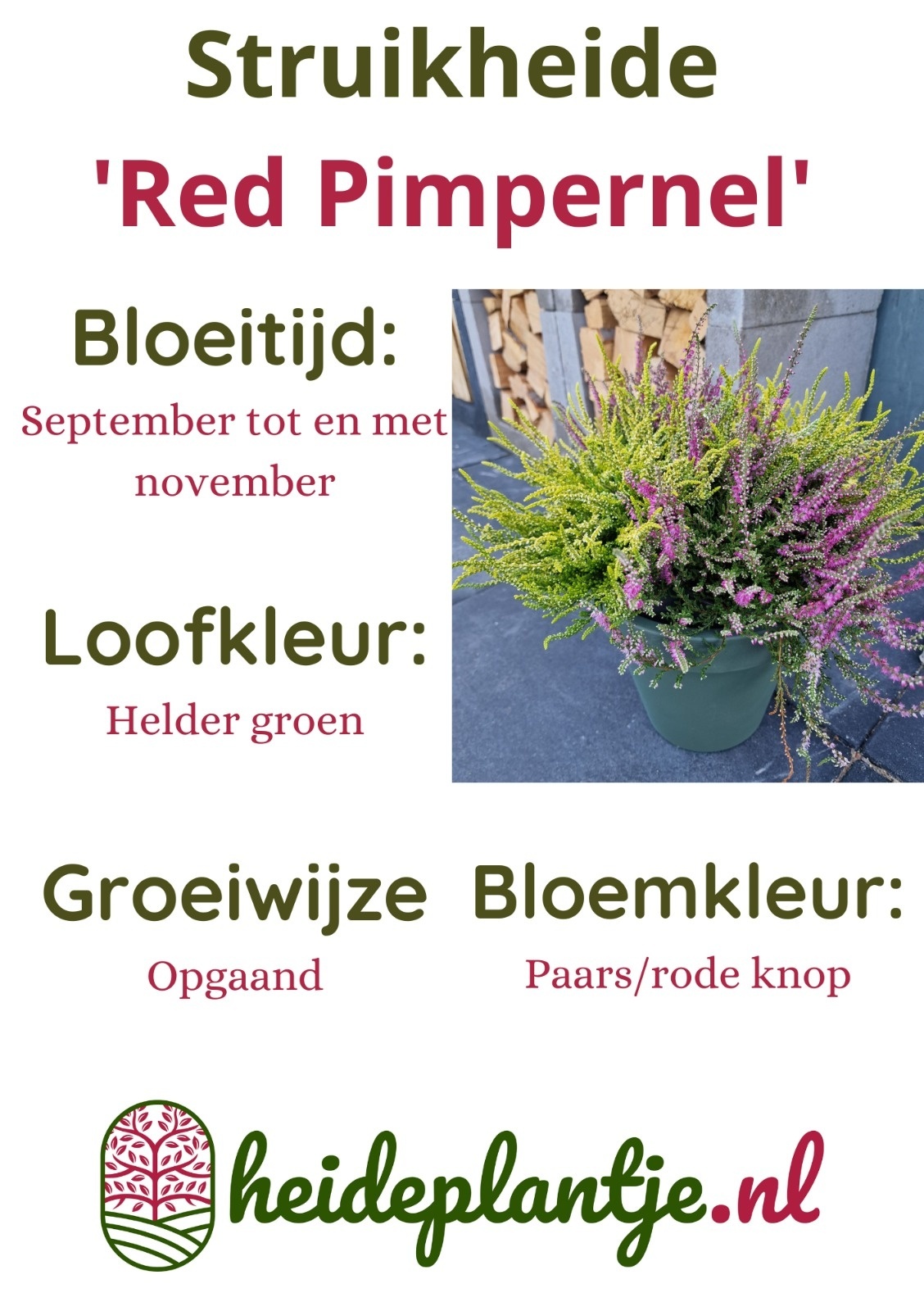 Struikheide | Calluna vulgaris. ‘Red Pimpernel’ P11