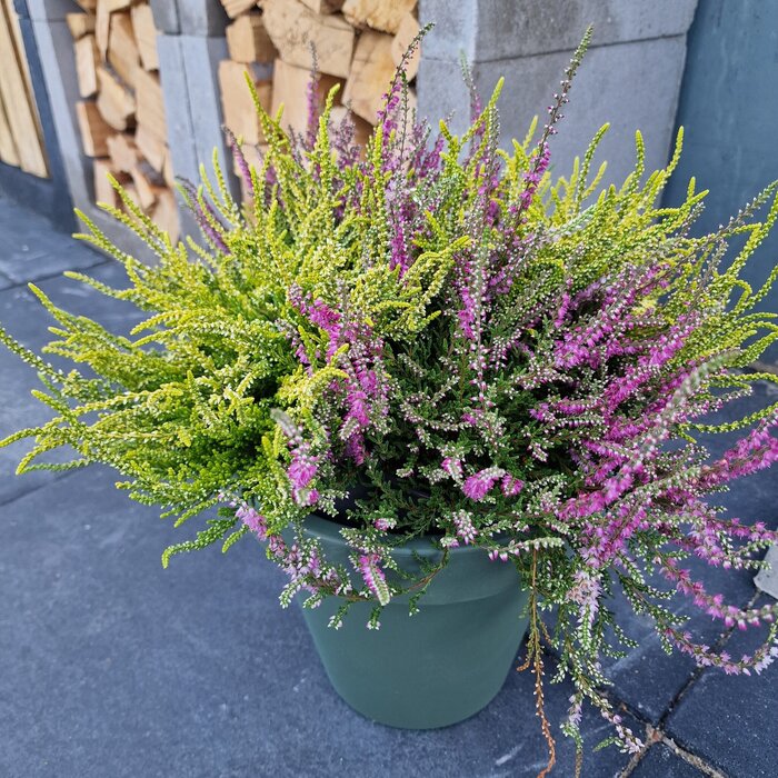 Struikheide | Calluna vulgaris. ‘Red Pimpernel’ P11