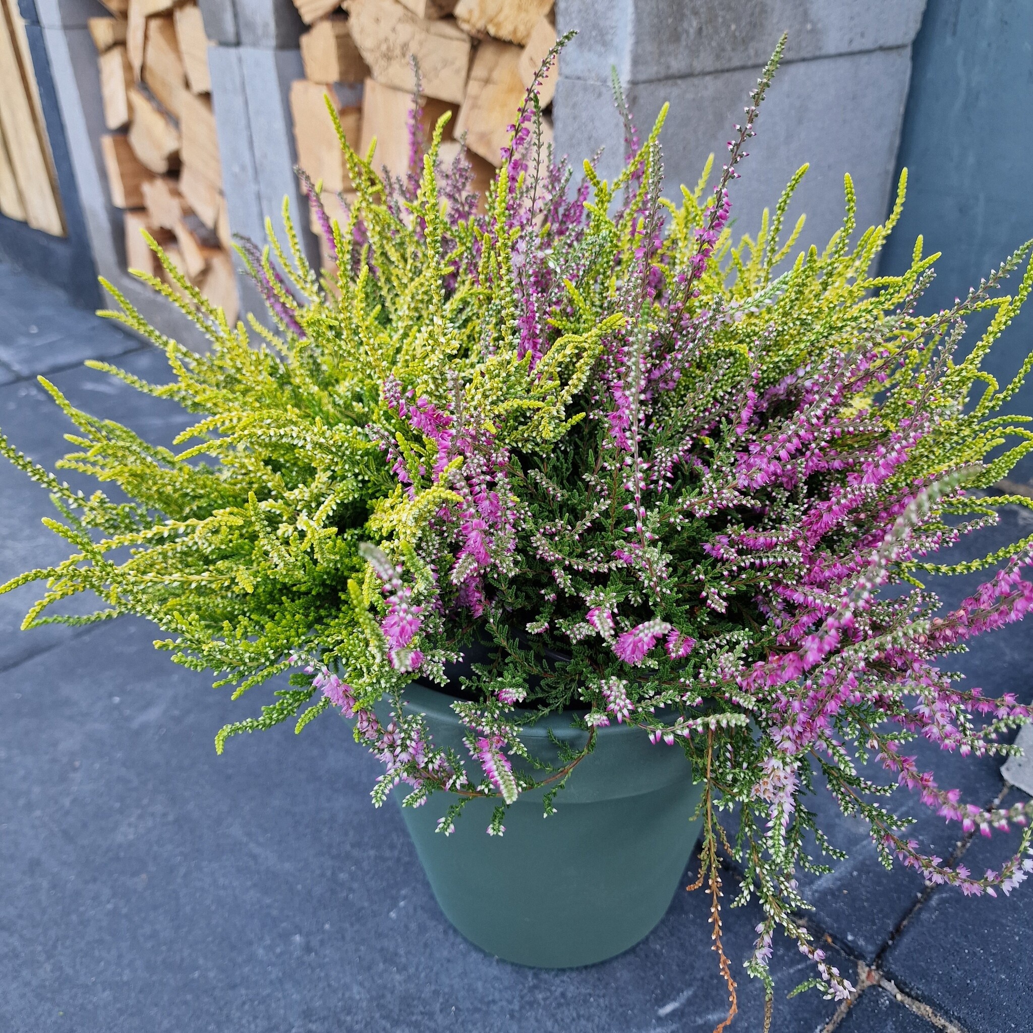Struikheide | Calluna vulgaris. ‘Red Pimpernel’ P11