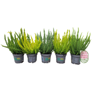 Struikheide | Calluna vulgaris. 'Skyline' P9,5