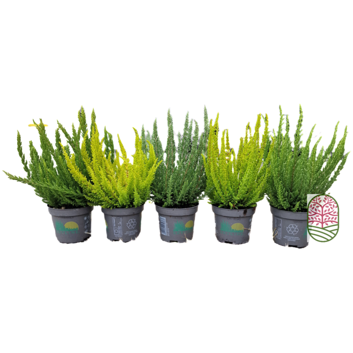 Struikheide | Calluna vulgaris. 'Skyline' P9,5