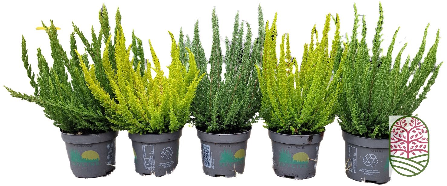 Struikheide | Calluna vulgaris. 'Skyline' P9,5