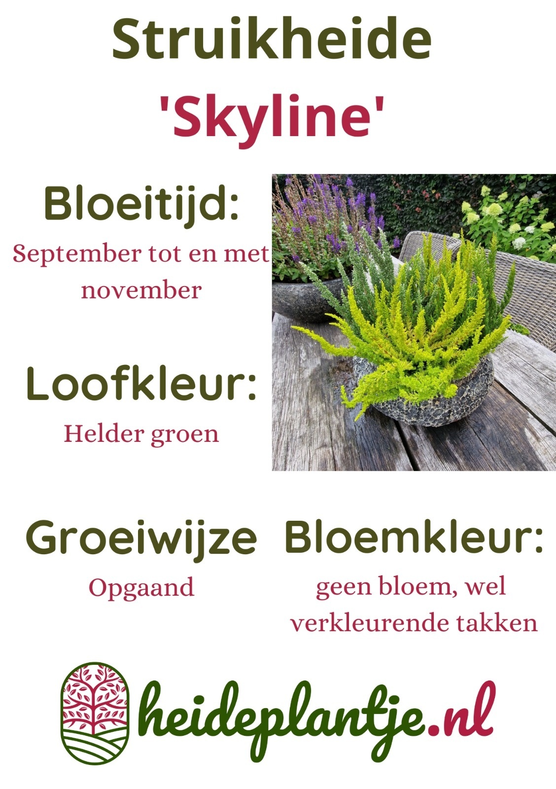 Struikheide | Calluna vulgaris. 'Skyline' P9,5