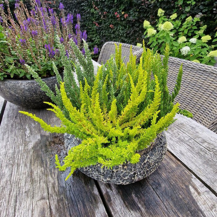 Struikheide | Calluna vulgaris. 'Skyline' P9,5