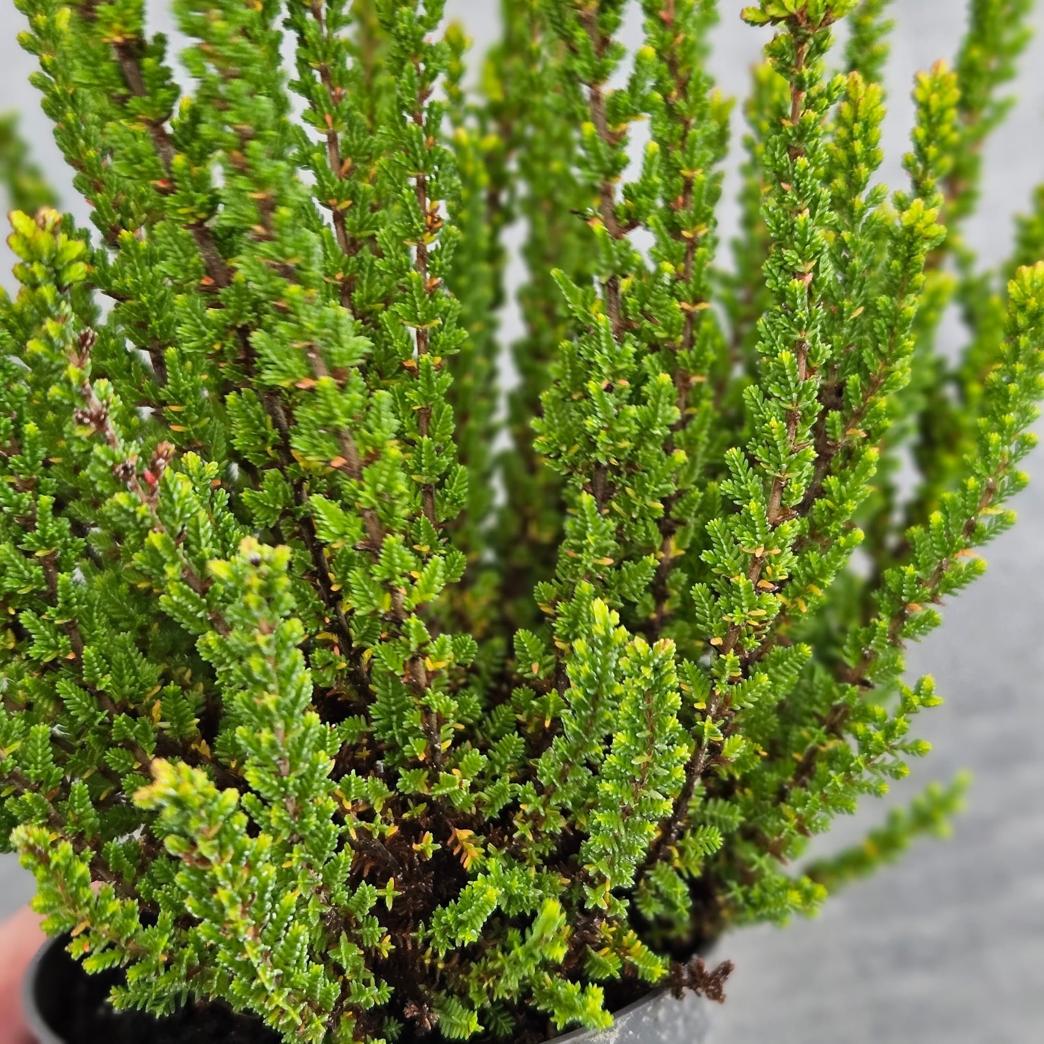 Struikheide | Calluna vulgaris. 'Skyline' P9,5