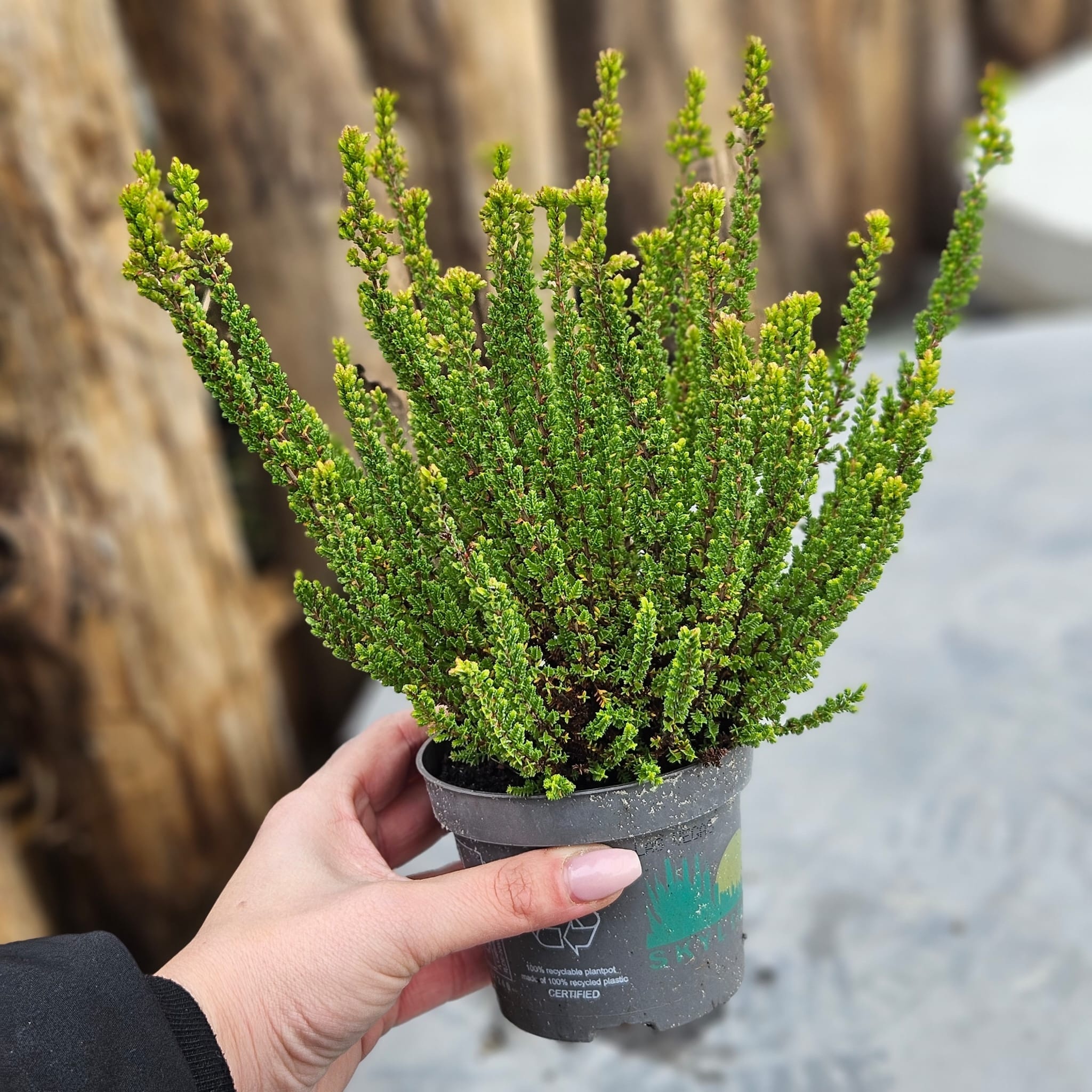 Struikheide | Calluna vulgaris. 'Skyline' P9,5