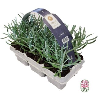 Lavendel | Lavandula angustifolia Fresh from Nature