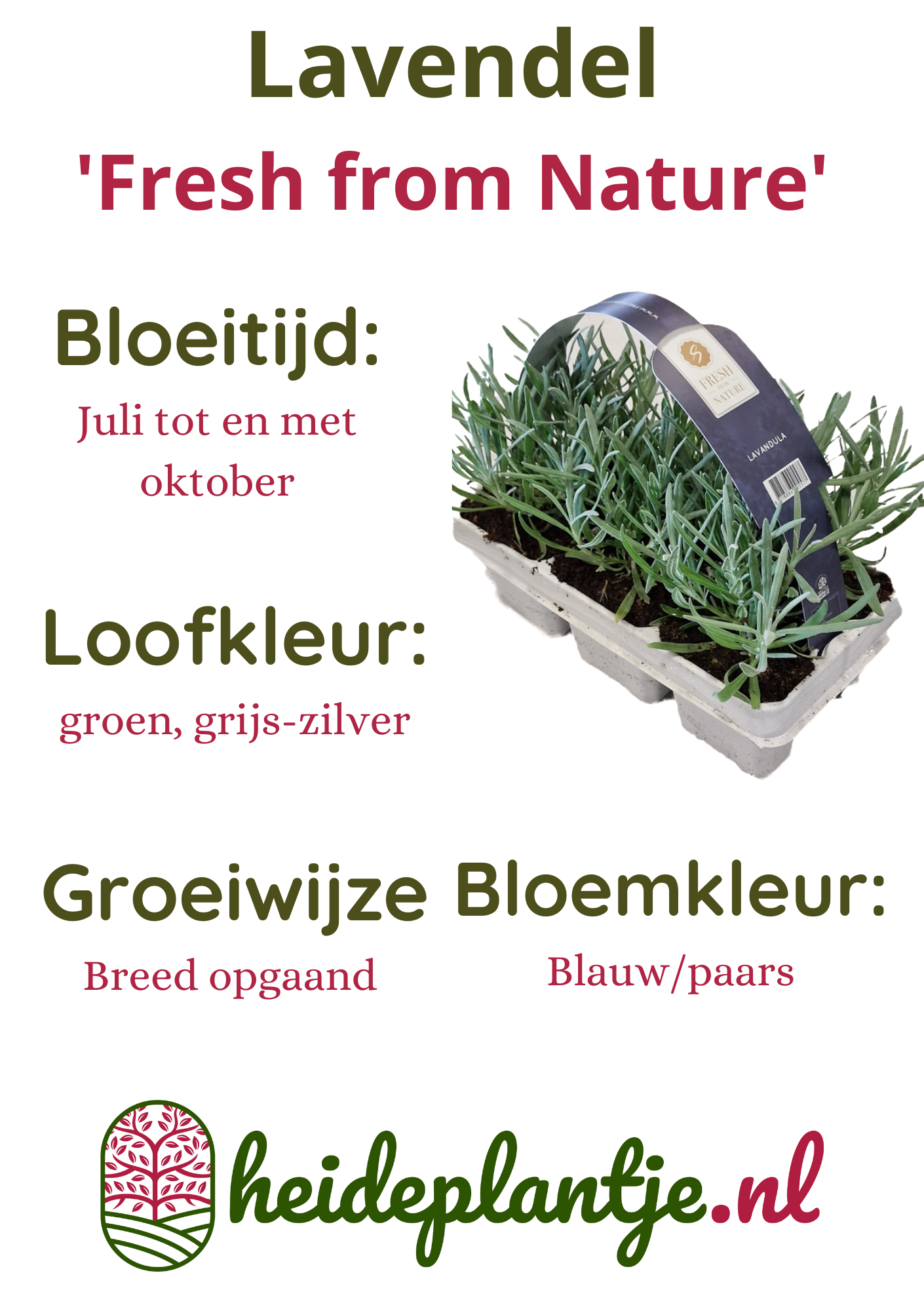 Lavendel | Lavandula angustifolia Fresh from Nature