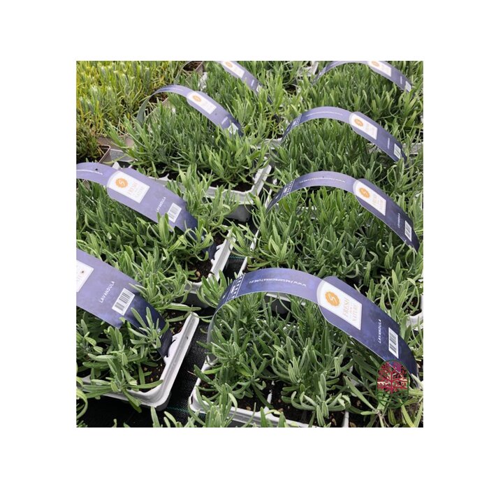 Lavendel | Lavandula angustifolia Fresh from Nature