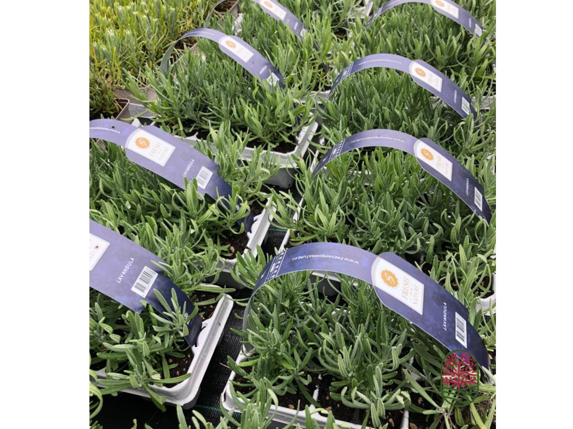 Lavendel | Lavandula angustifolia Fresh from Nature