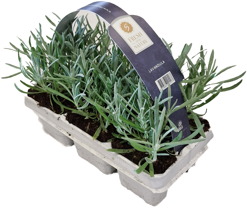 Lavendel | Lavandula angustifolia Fresh from Nature