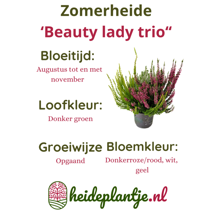 Struikheide | Calluna vulgaris 'Beauty Lady's Trio' P12