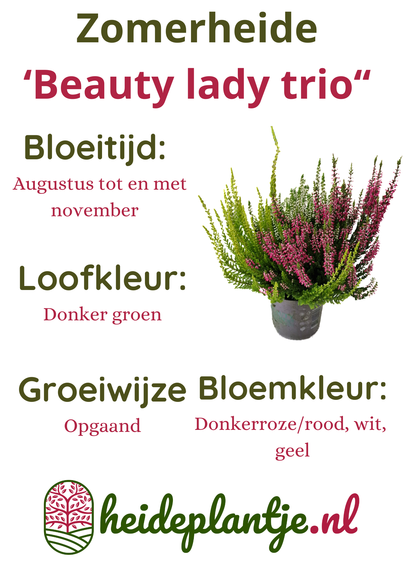 Struikheide | Calluna vulgaris 'Beauty Lady's Trio' P12