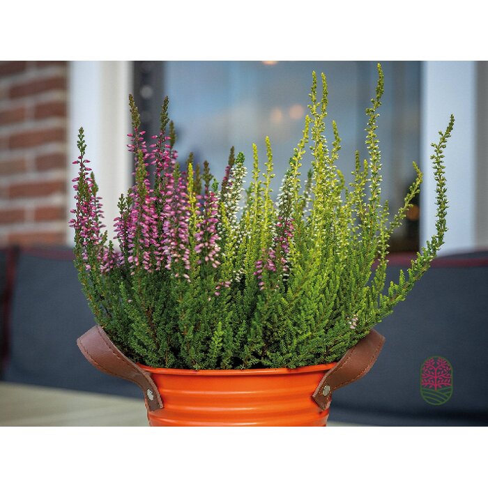 Struikheide | Calluna vulgaris 'Beauty Lady's Trio' P12