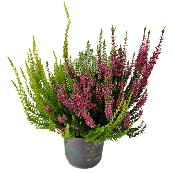 Struikheide | Calluna vulgaris 'Beauty Lady's Trio' P12
