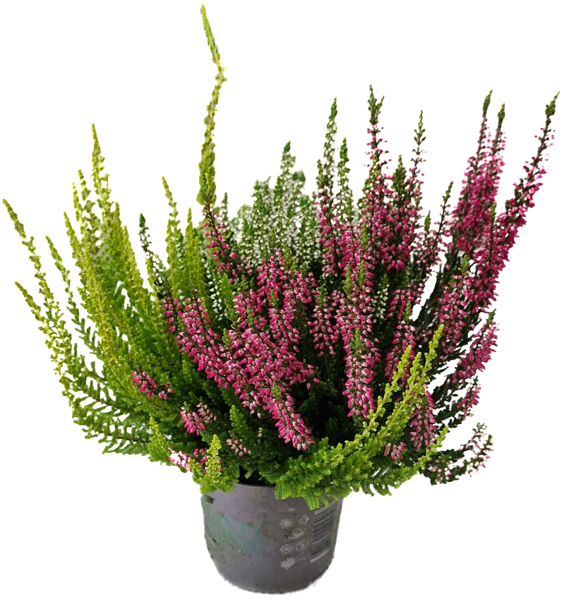 Struikheide | Calluna vulgaris 'Beauty Lady's Trio' P12