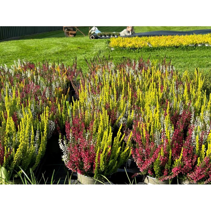 Struikheide | Calluna vulgaris 'Beauty Lady's Trio' P12