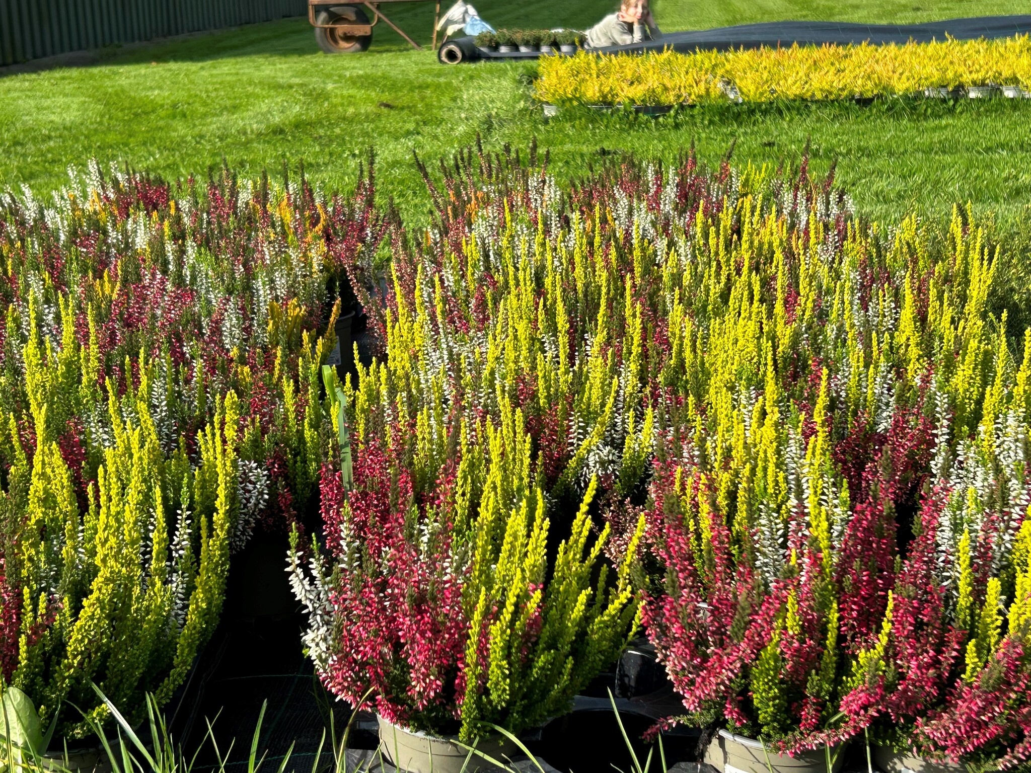 Struikheide | Calluna vulgaris 'Beauty Lady's Trio' P12