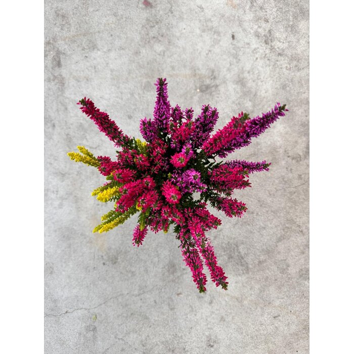 Struikheide | Calluna vulgaris 'Beauty Lady's Trio' P12