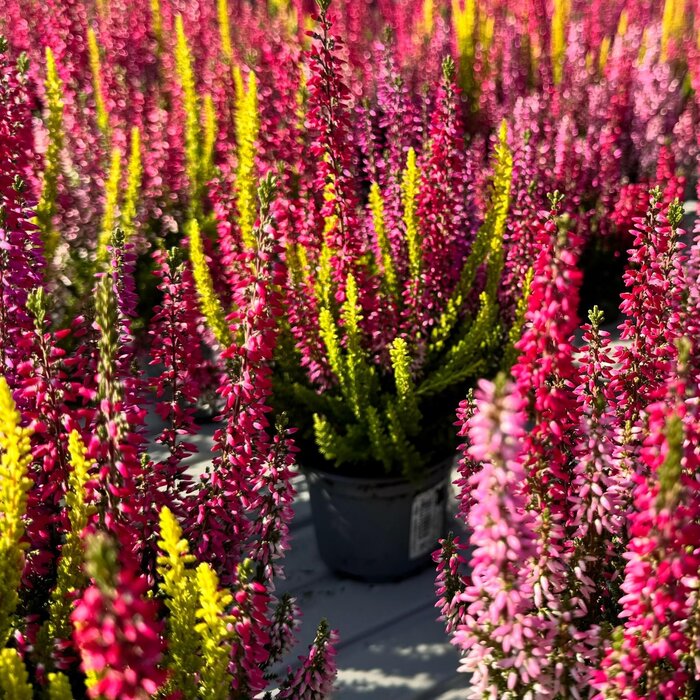 Struikheide | Calluna vulgaris 'Beauty Lady's Trio' P12