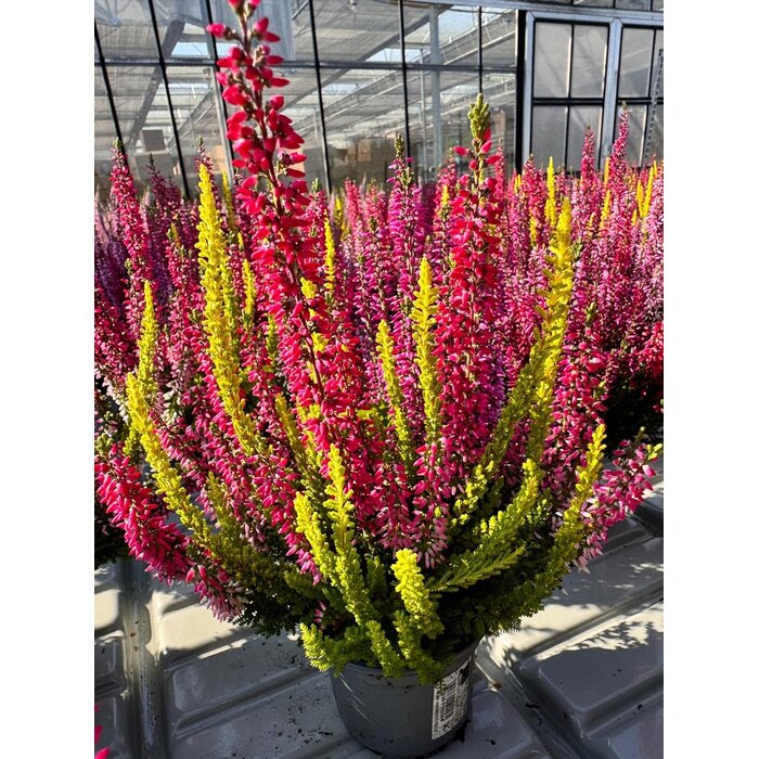 Struikheide | Calluna vulgaris 'Beauty Lady's Trio' P12