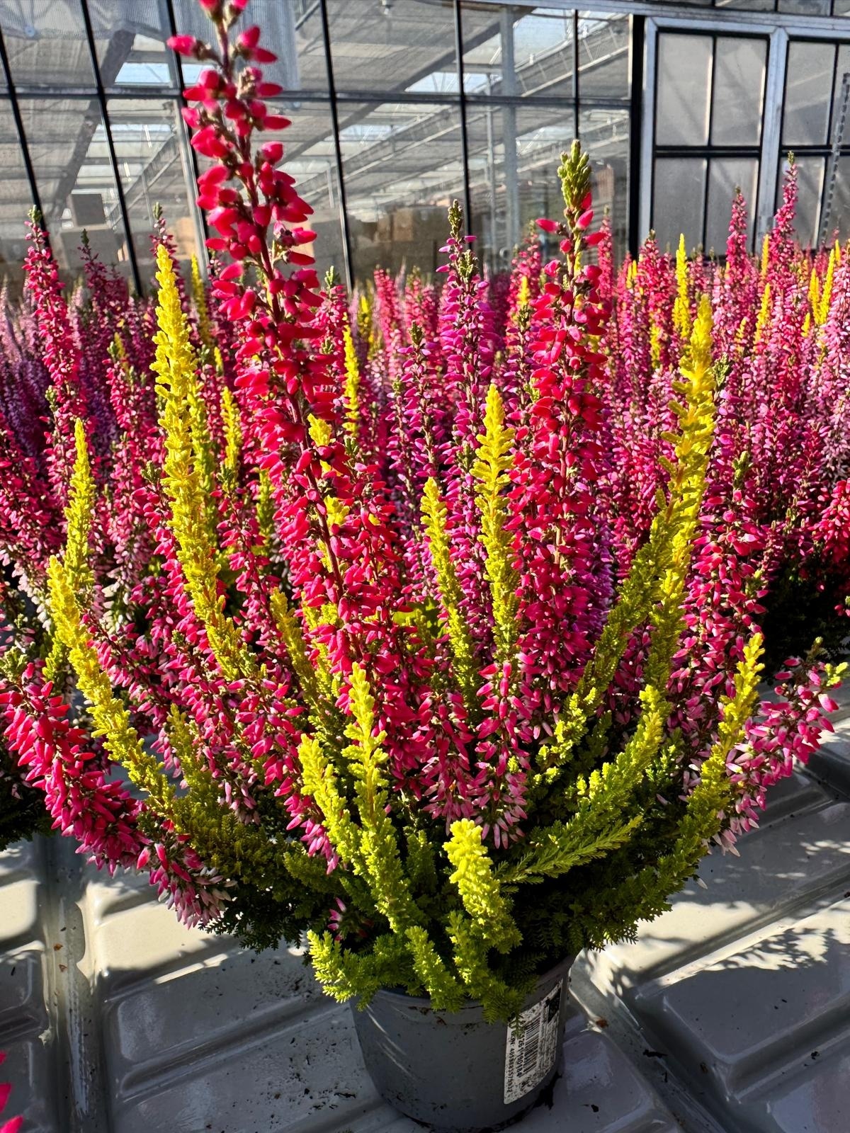 Struikheide | Calluna vulgaris 'Beauty Lady's Trio' P12