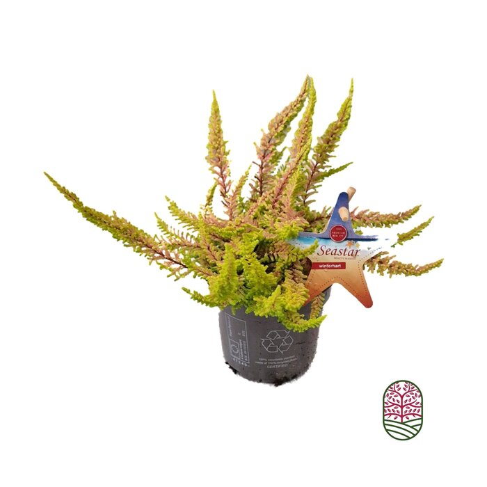 Struikheide | Calluna vulgaris. 'Seastar' Beauty Ladies P9,5