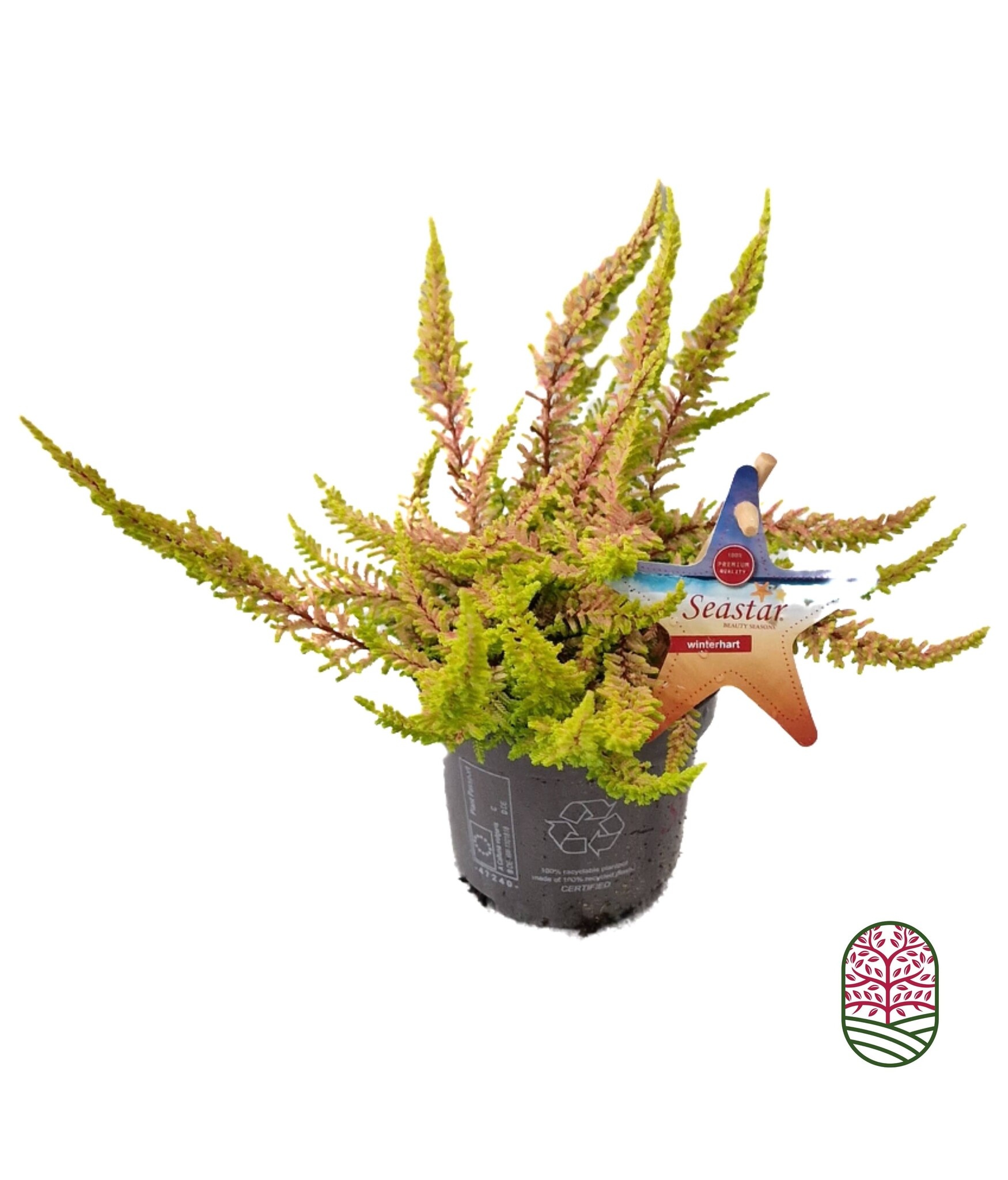 Struikheide | Calluna vulgaris. 'Seastar' Beauty Ladies P9,5