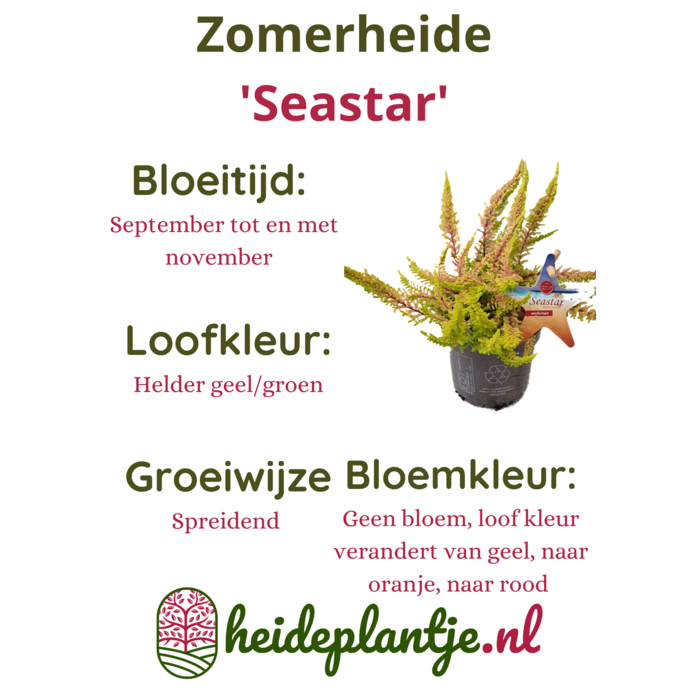 Struikheide | Calluna vulgaris. 'Seastar' Beauty Ladies P9,5