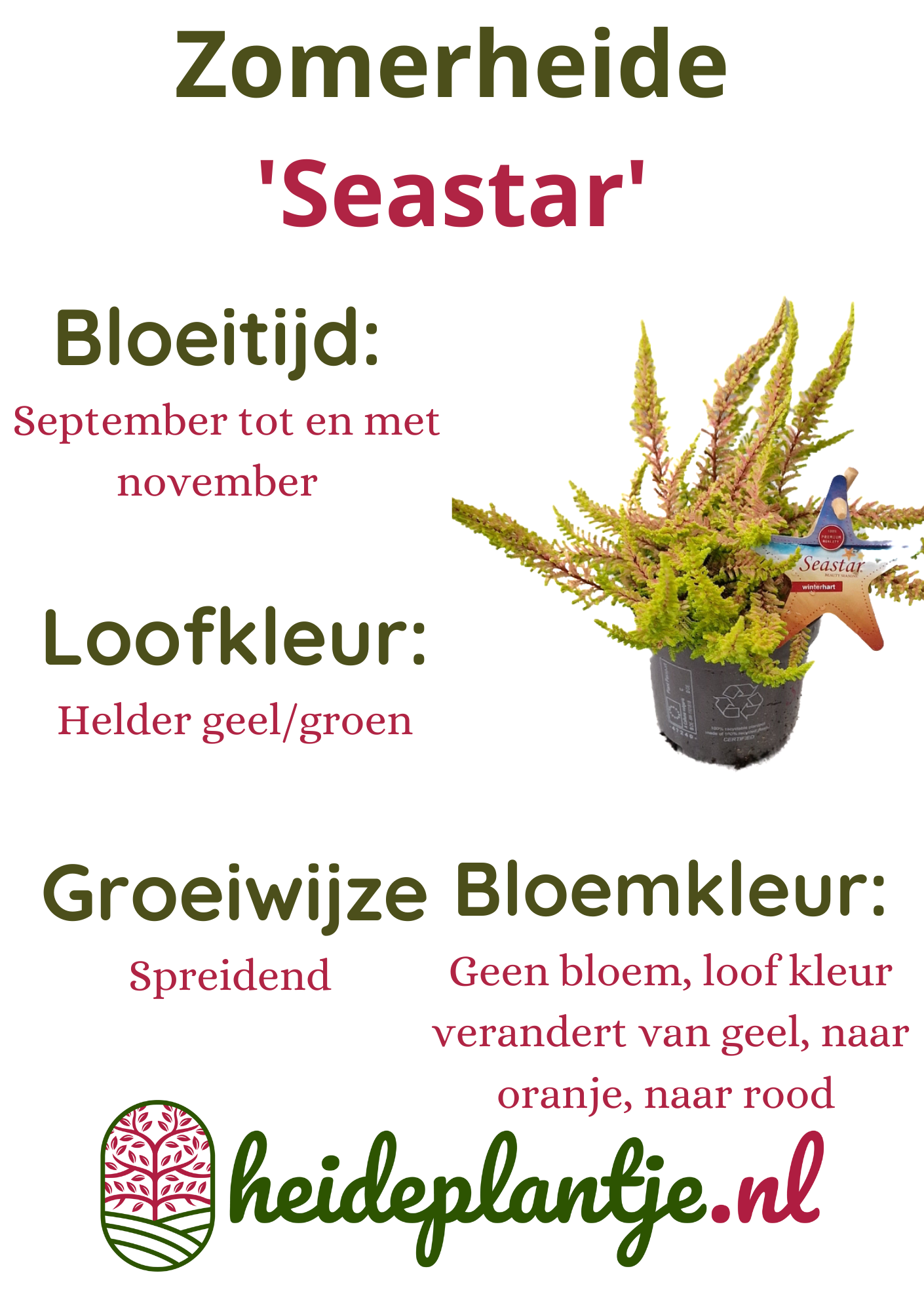 Struikheide | Calluna vulgaris. 'Seastar' Beauty Ladies P9,5