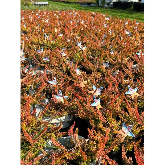 Struikheide | Calluna vulgaris. 'Seastar' Beauty Ladies P9,5