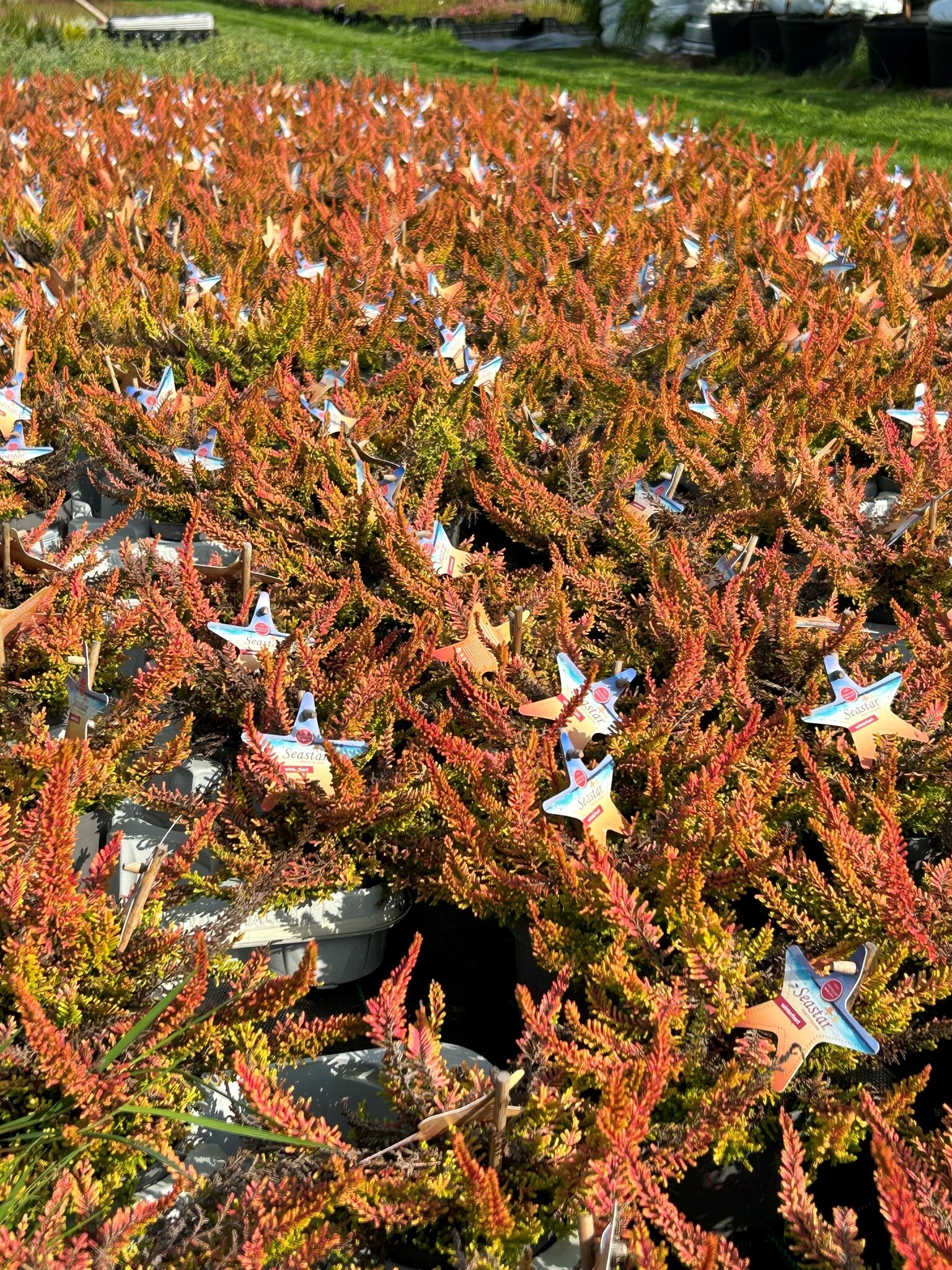 Struikheide | Calluna vulgaris. 'Seastar' Beauty Ladies P9,5