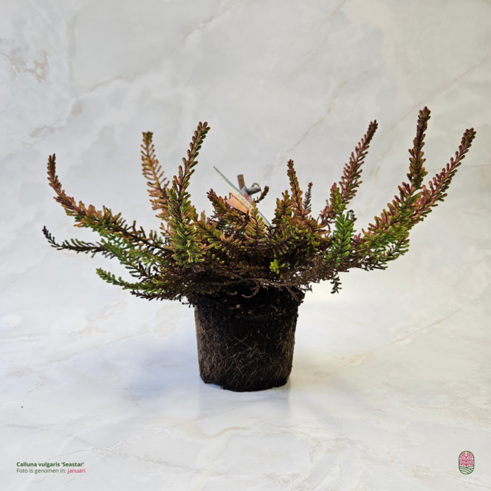 Struikheide | Calluna vulgaris. 'Seastar' Beauty Ladies P9,5