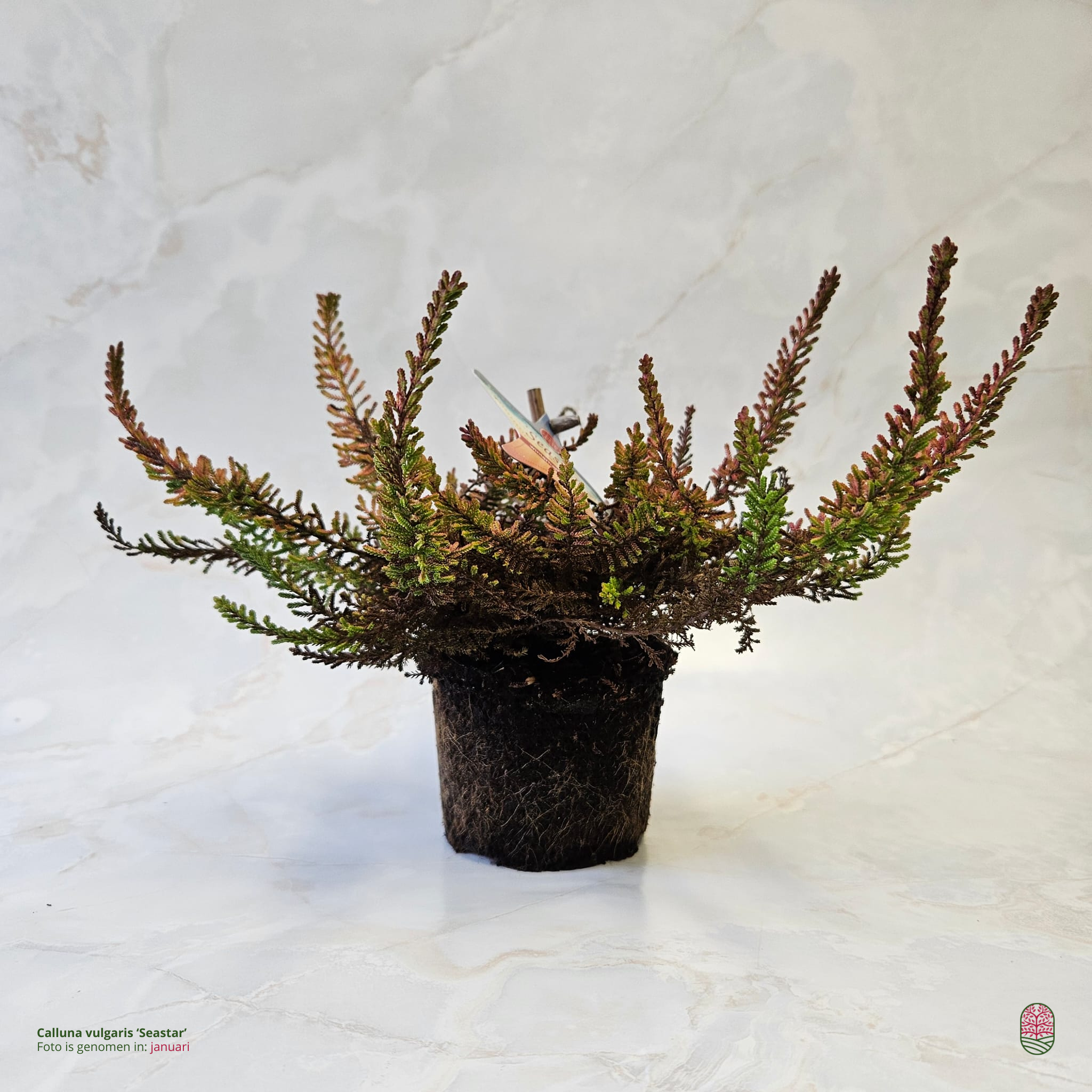 Struikheide | Calluna vulgaris. 'Seastar' Beauty Ladies P9,5