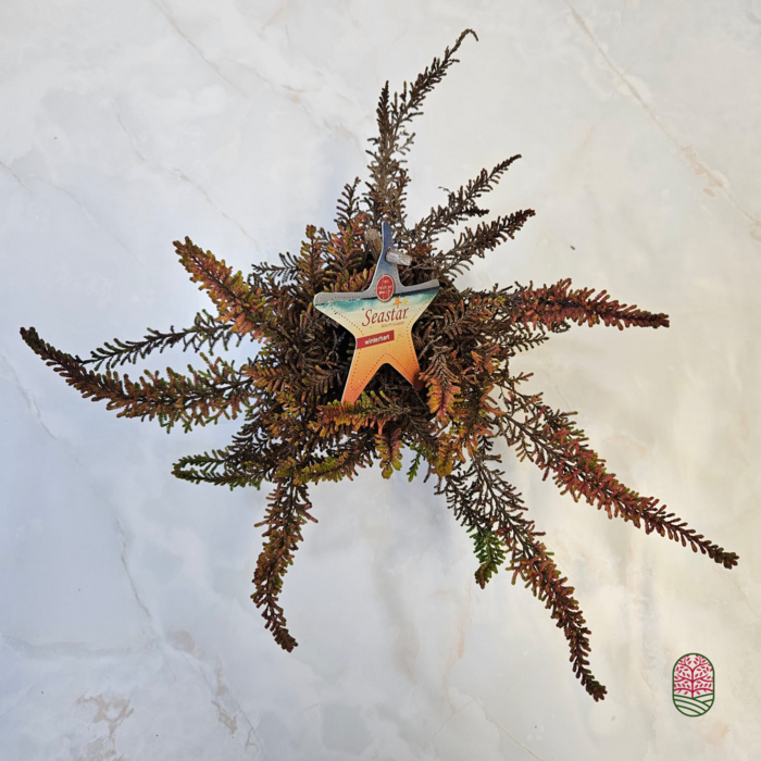 Struikheide | Calluna vulgaris. 'Seastar' Beauty Ladies P9,5