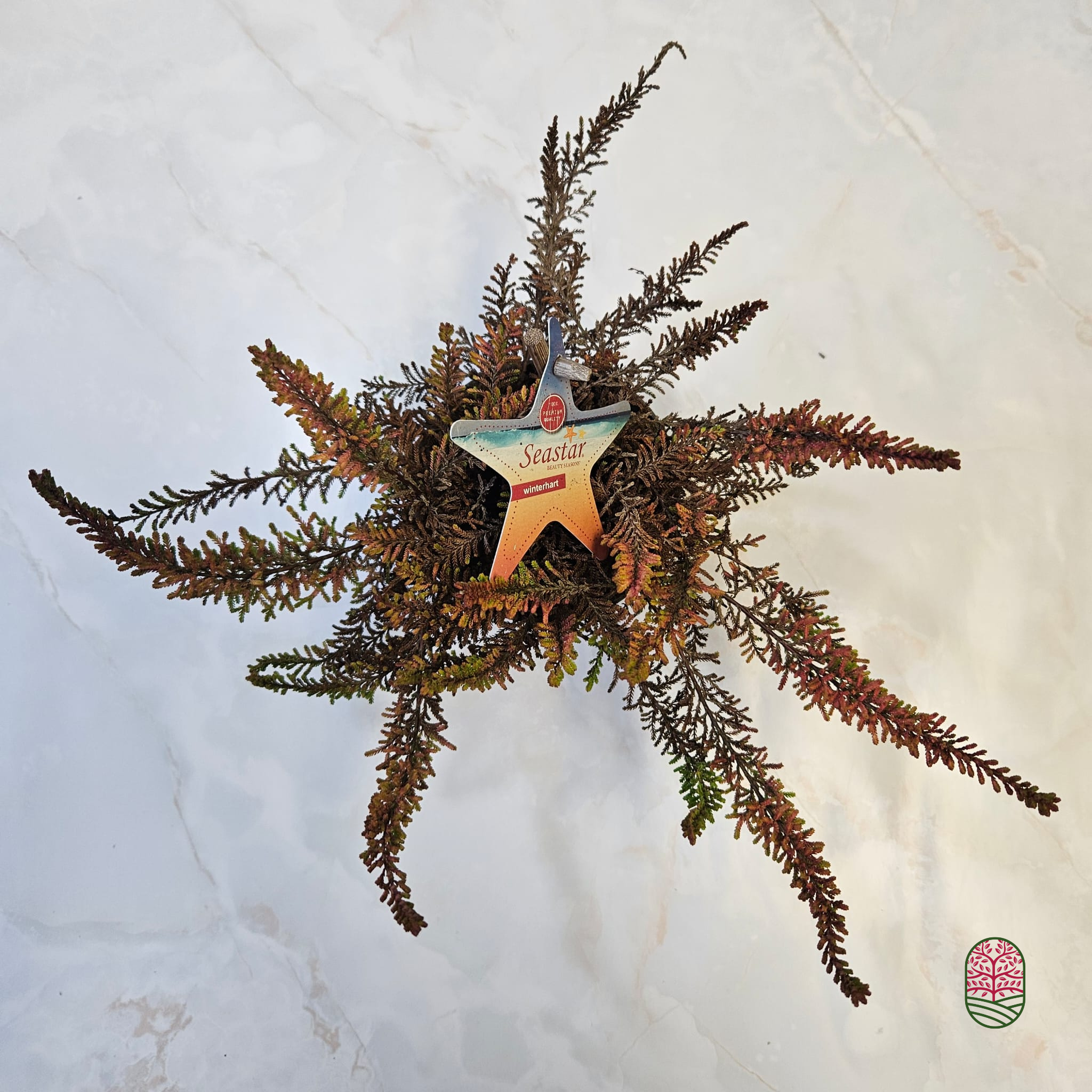 Struikheide | Calluna vulgaris. 'Seastar' Beauty Ladies P9,5