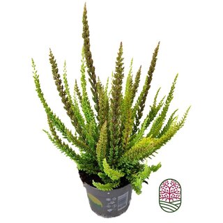 Struikheide | Calluna vulgaris. 'Skyline' Trio Beauty Ladys gemengd in pot P10,5