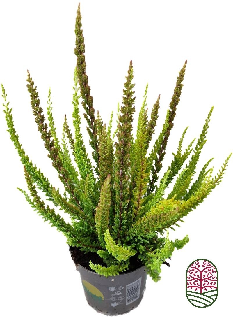 Struikheide | Calluna vulgaris. 'Skyline' Trio Beauty Ladys gemengd in pot P10,5