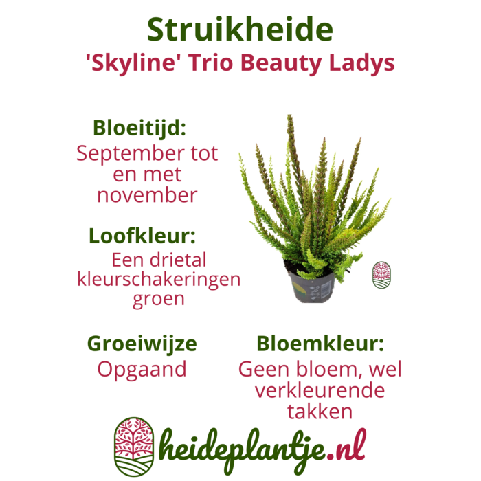 Struikheide | Calluna vulgaris. 'Skyline' Trio Beauty Ladys gemengd in pot P10,5