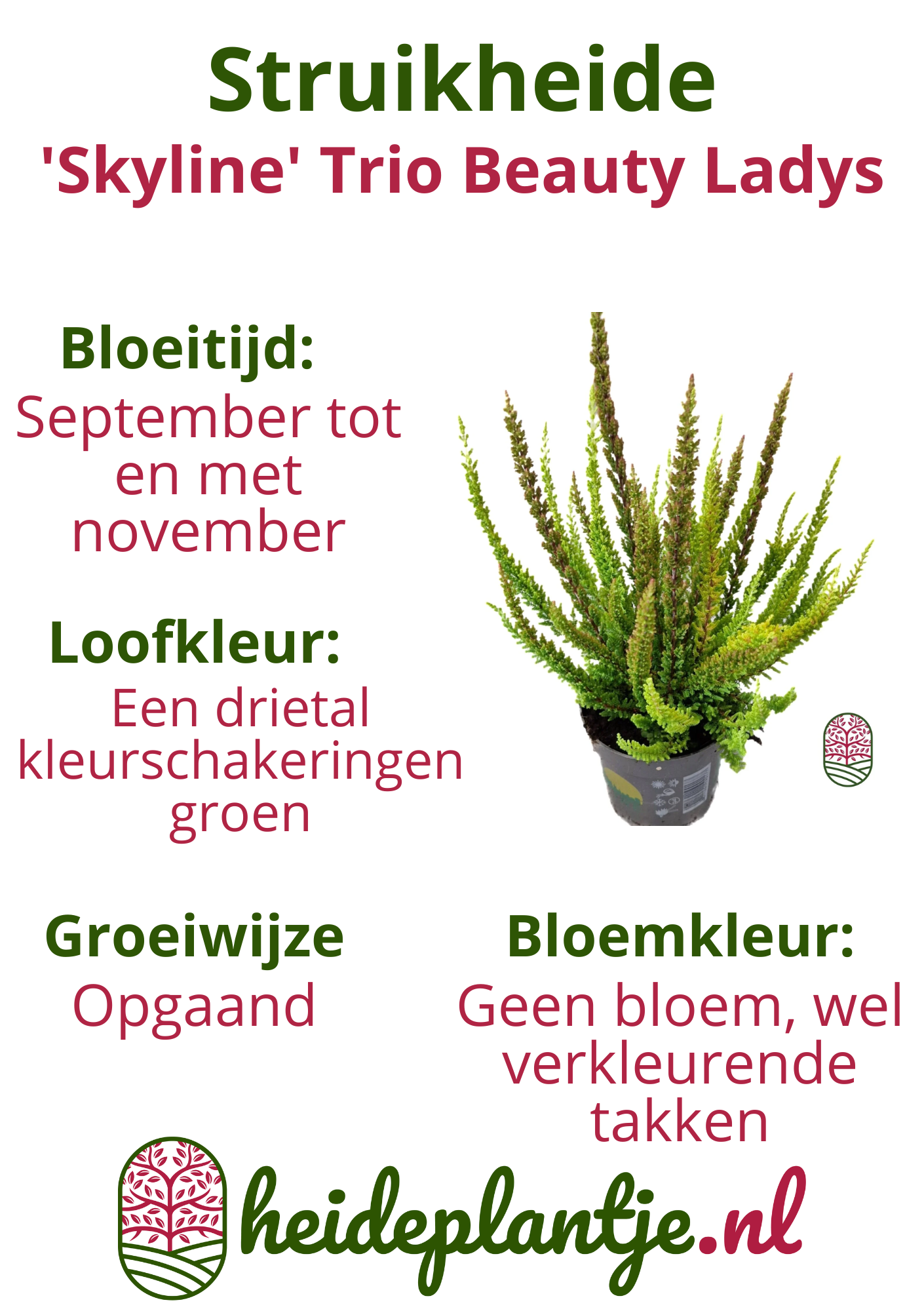 Struikheide | Calluna vulgaris. 'Skyline' Trio Beauty Ladys gemengd in pot P10,5