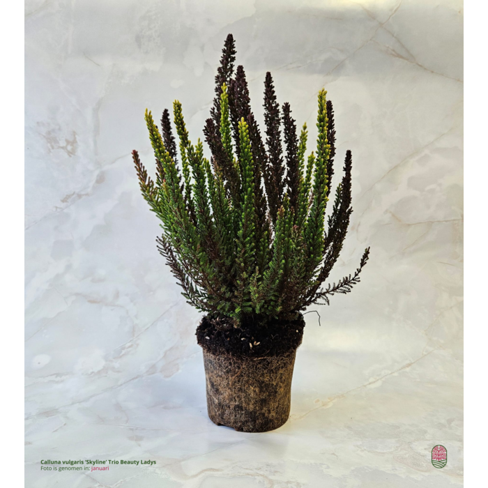 Struikheide | Calluna vulgaris. 'Skyline' Trio Beauty Ladys gemengd in pot P10,5