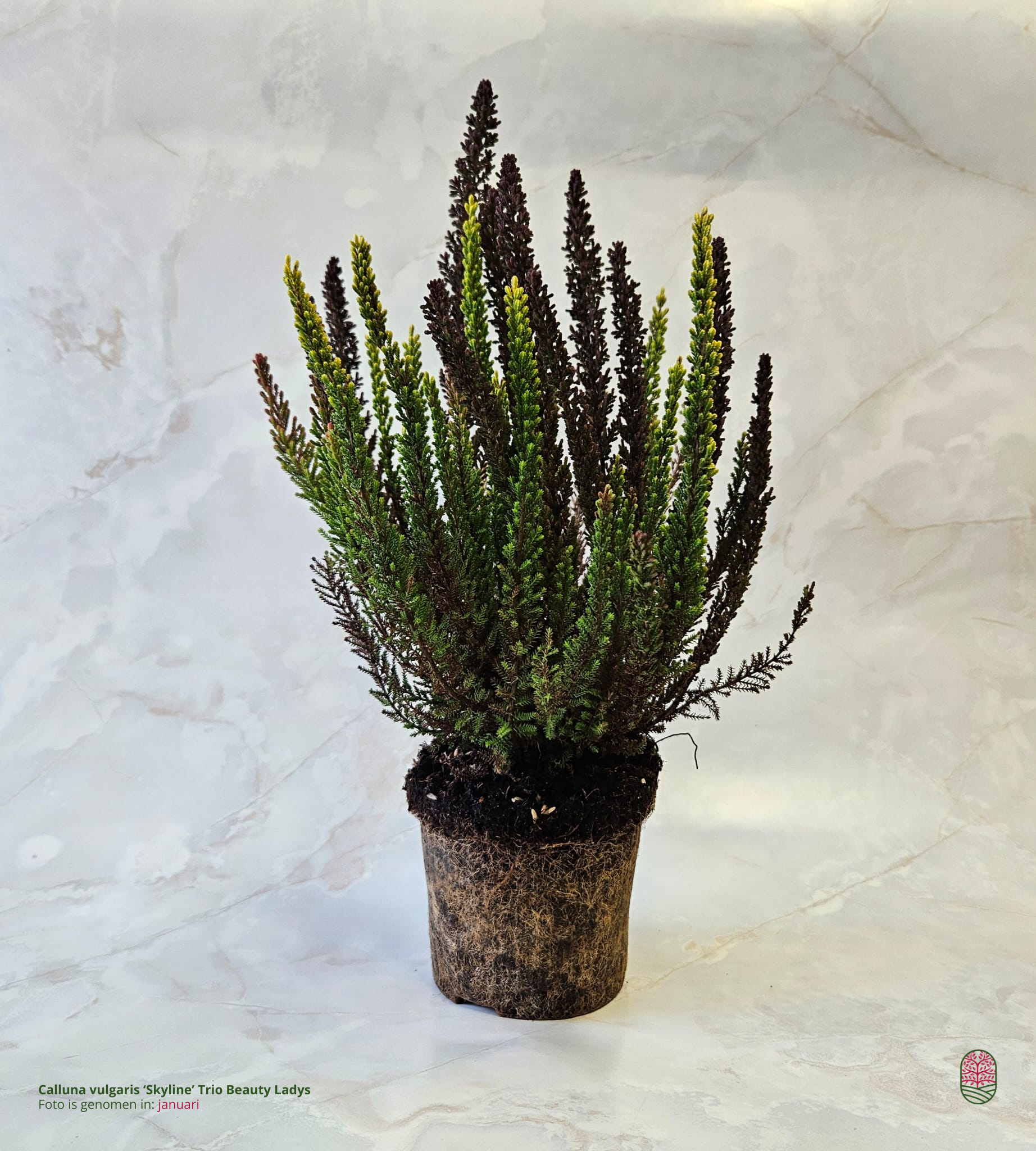 Struikheide | Calluna vulgaris. 'Skyline' Trio Beauty Ladys gemengd in pot P10,5